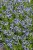 byliny-i-trawy_amsonia_77302_7.jpg