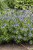 byliny-i-trawy_amsonia_77302_6.jpg