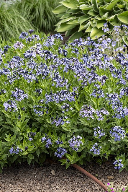 byliny-i-trawy_amsonia_77302_6.jpg