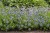 byliny-i-trawy_amsonia_77302_5.jpg