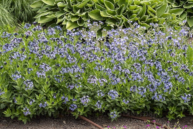 byliny-i-trawy_amsonia_77302_5.jpg