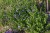 byliny-i-trawy_amsonia_77302_4.jpg