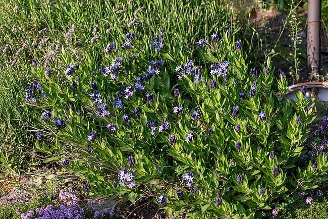 byliny-i-trawy_amsonia_77302_4.jpg