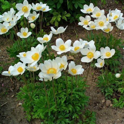 anemone-sylvestris_73207_3.jpg