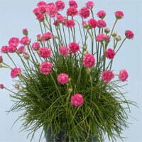 byliny-i-trawy_armeria_79855_1.jpg