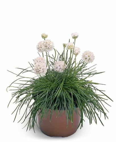 byliny-i-trawy_armeria_74655_1.jpg