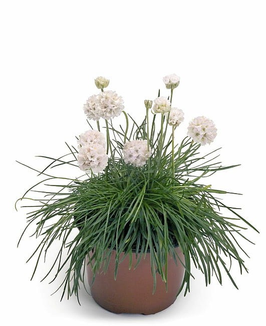 byliny-i-trawy_armeria_74655_1.jpg