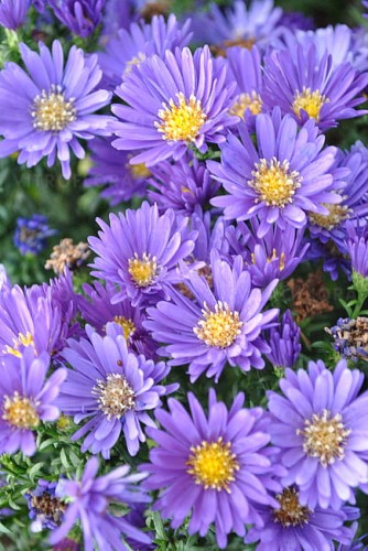 aster-island-samoa_6.jpg