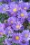 aster-island-samoa_6.jpg