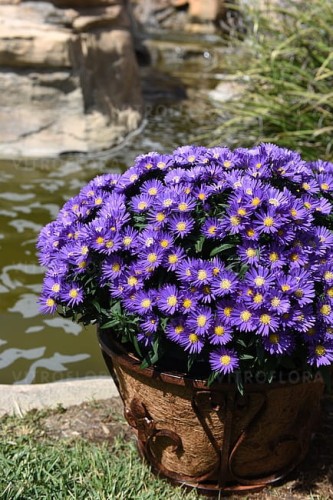 aster-island-samoa_4.jpg