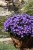 aster-island-samoa_4.jpg
