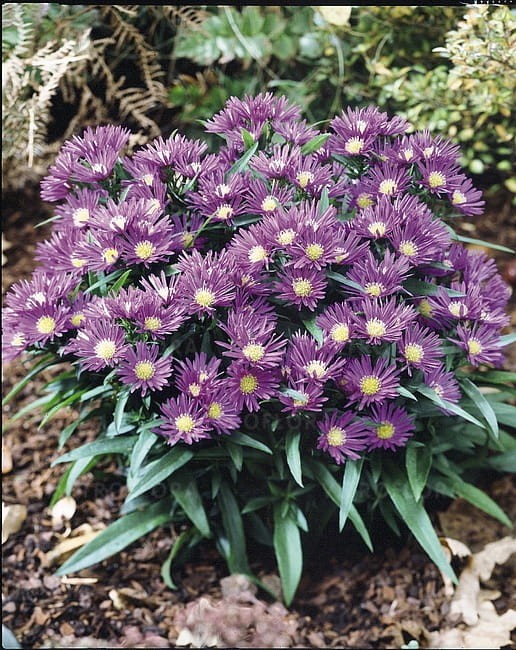 aster-island-samoa_3.jpg