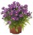 aster-island-samoa_5.jpg