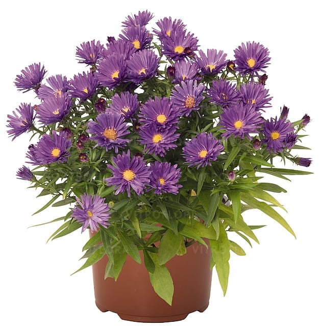 aster-island-samoa_5.jpg