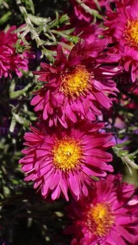 aster-island-bahamas_73940_3.jpg