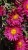 aster-island-bahamas_73940_3.jpg