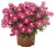 aster-island-bahamas_73940_2.jpg