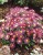 aster-island-bahamas_73940_1.jpg
