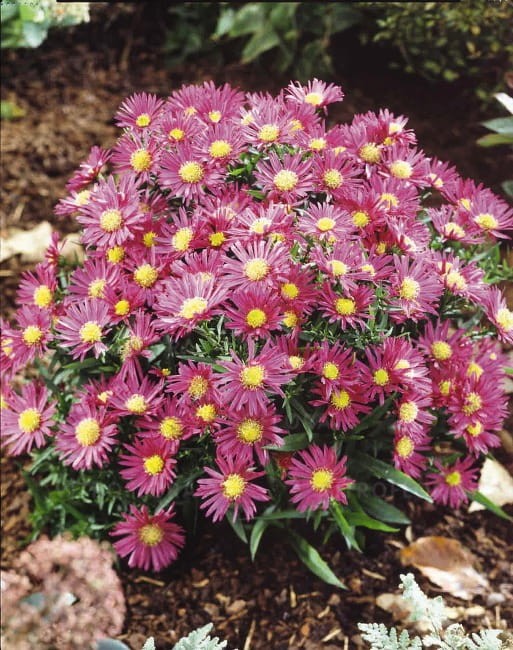 aster-island-bahamas_73940_1.jpg