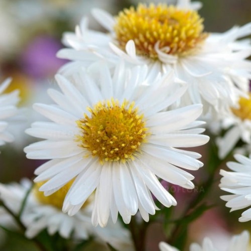 aster-starshine_73945_1.jpg