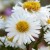 aster-starshine_73945_1.jpg