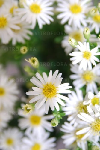 aster-starshine_73945_4.jpg
