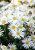aster-starshine_73945_2.jpg
