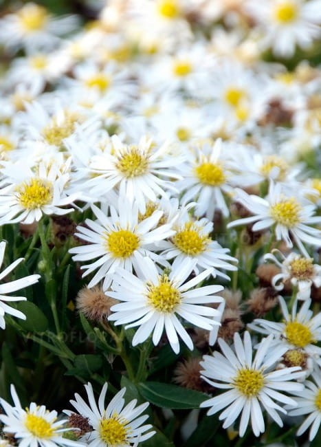 aster-starshine_73945_2.jpg