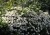 aster-starshine_73945_3.jpg