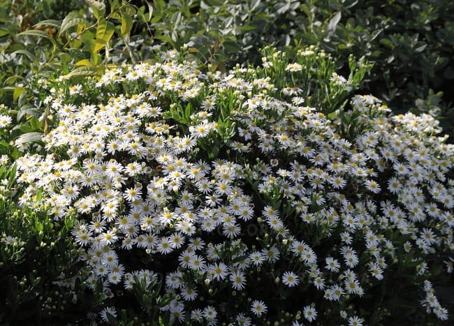aster-starshine_73945_3.jpg