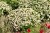 aster-starshine_5.jpg