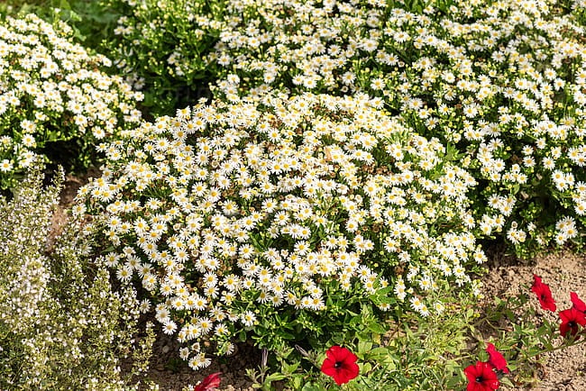 aster-starshine_5.jpg