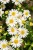aster-starshine_6.jpg