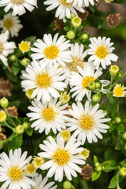 aster-starshine_6.jpg