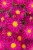 byliny-i-trawy_aster_73974_1.jpg
