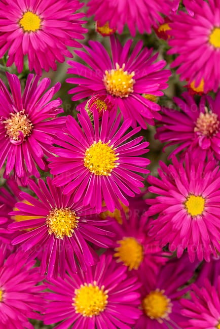 byliny-i-trawy_aster_73974_1.jpg