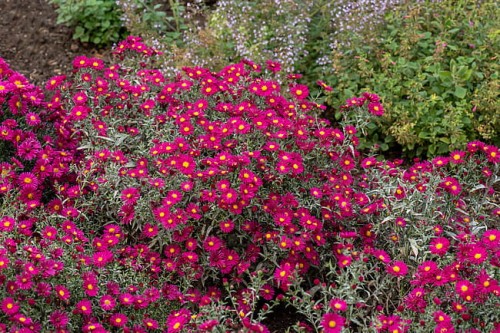 byliny-i-trawy_aster_73974_2.jpg