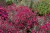 byliny-i-trawy_aster_73974_2.jpg