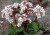 byliny-i-trawy_inne_74435_3.jpg