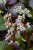 bergenia-jelle_4.jpg