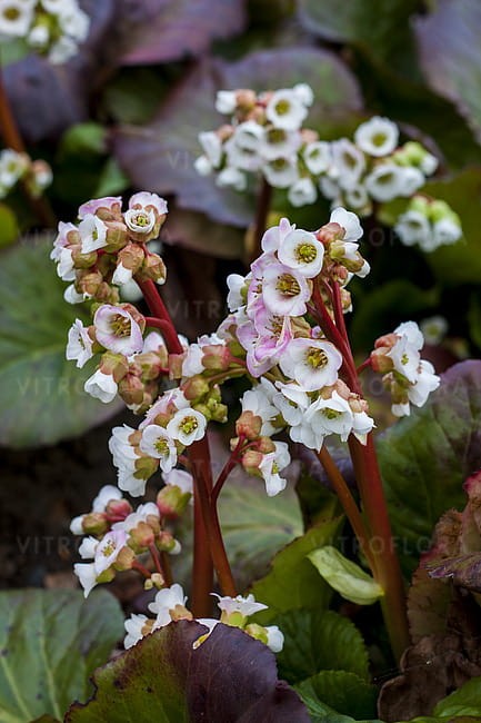 bergenia-jelle_4.jpg