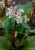 byliny-i-trawy_inne_74435_2.jpg