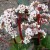 byliny-i-trawy_inne_74435_1.jpg