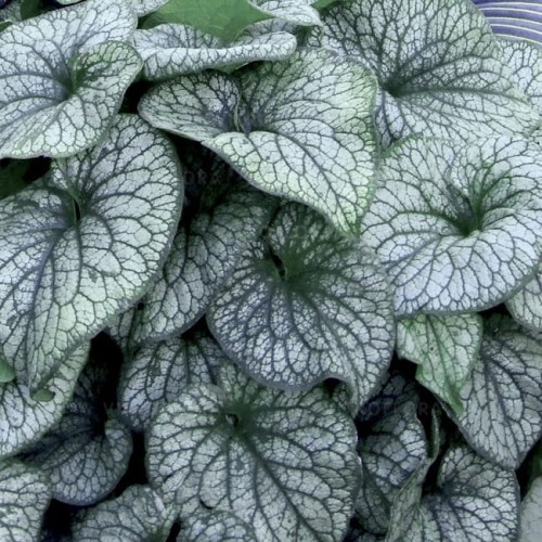 brunnera-alexanders-great_71880_1.jpg