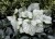 brunnera-alexanders-great_4.jpg