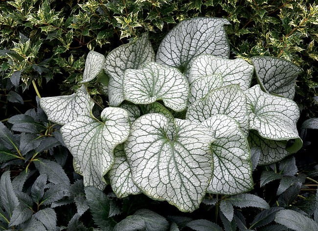 brunnera-alexanders-great_4.jpg