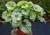 brunnera-alexanders-great_71880_2.jpg