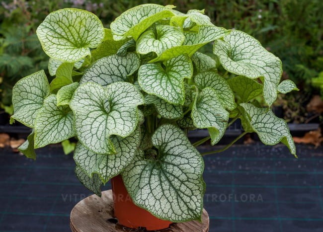 brunnera-alexanders-great_71880_2.jpg