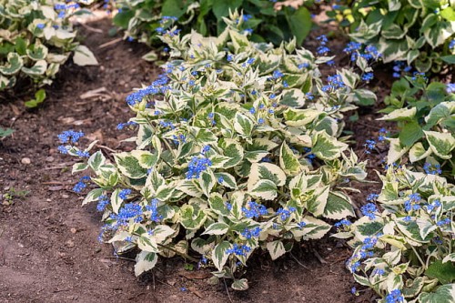 brunnera-variegata_2.jpg