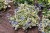 brunnera-variegata_2.jpg